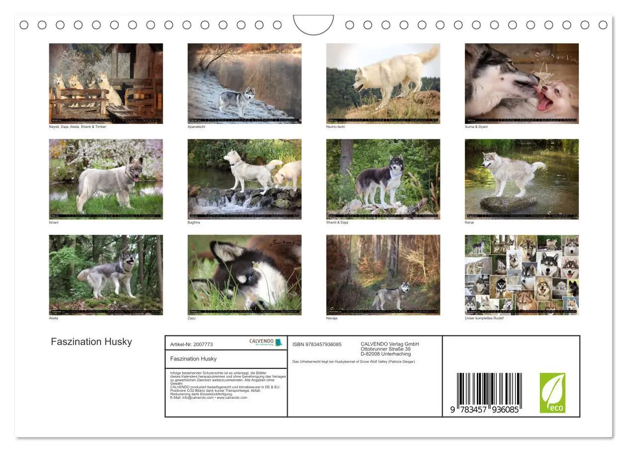 Bild: 9783457936085 | Faszination Husky (Wandkalender 2026 DIN A4 quer), CALVENDO...