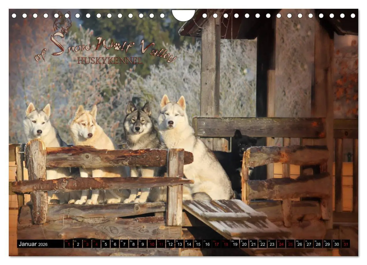 Bild: 9783457936085 | Faszination Husky (Wandkalender 2026 DIN A4 quer), CALVENDO...