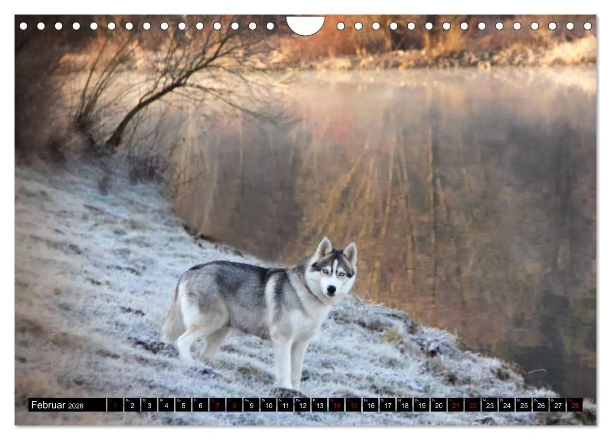Bild: 9783457936085 | Faszination Husky (Wandkalender 2026 DIN A4 quer), CALVENDO...