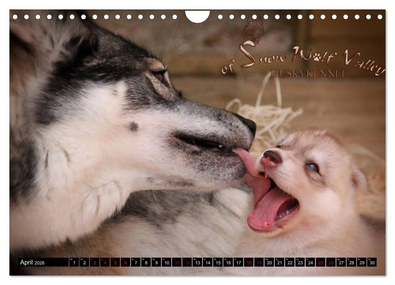 Bild: 9783457936085 | Faszination Husky (Wandkalender 2026 DIN A4 quer), CALVENDO...