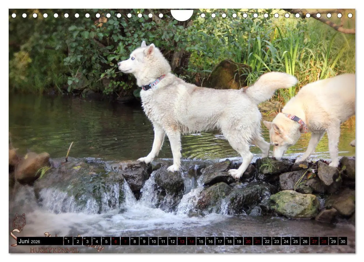 Bild: 9783457936085 | Faszination Husky (Wandkalender 2026 DIN A4 quer), CALVENDO...