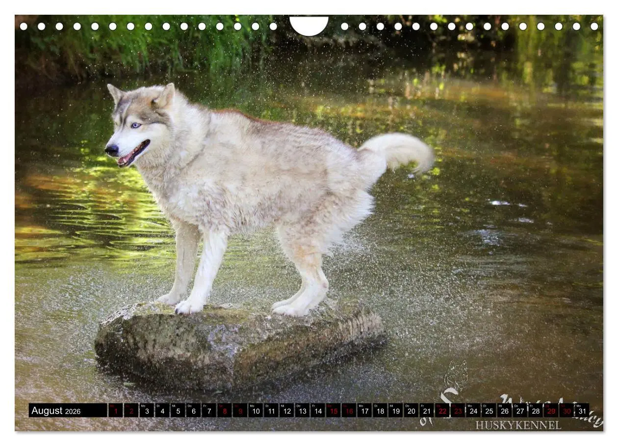 Bild: 9783457936085 | Faszination Husky (Wandkalender 2026 DIN A4 quer), CALVENDO...