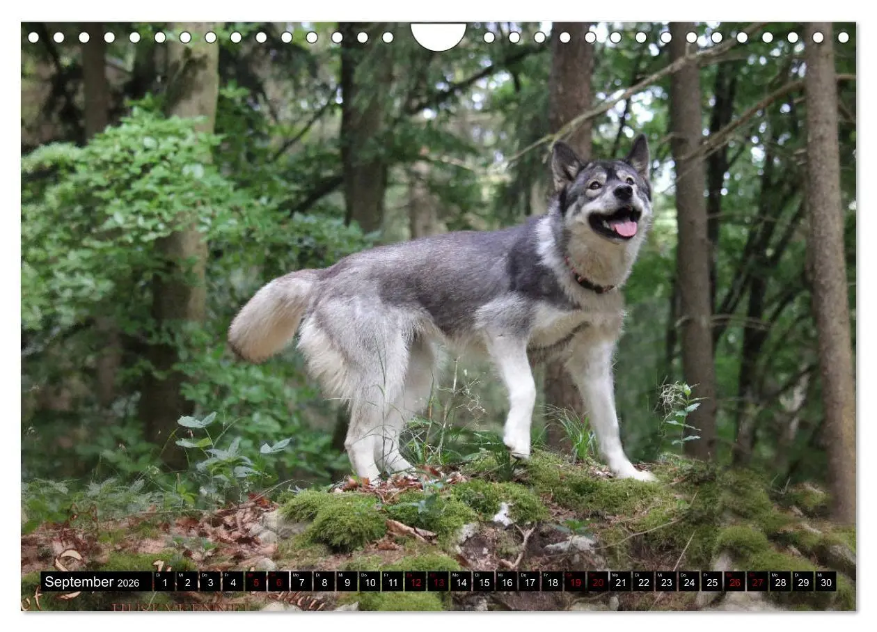 Bild: 9783457936085 | Faszination Husky (Wandkalender 2026 DIN A4 quer), CALVENDO...