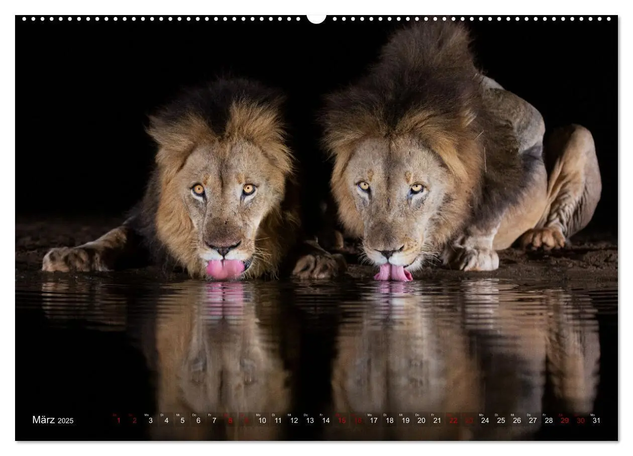 Bild: 9783383976285 | Südafrika wunderbare Tierwelt (Wandkalender 2025 DIN A2 quer),...