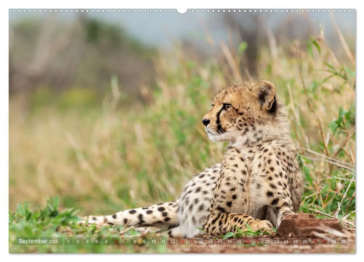 Bild: 9783383976285 | Südafrika wunderbare Tierwelt (Wandkalender 2025 DIN A2 quer),...