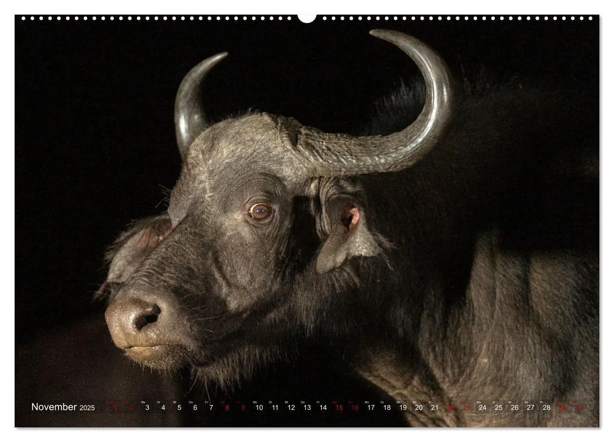 Bild: 9783383976285 | Südafrika wunderbare Tierwelt (Wandkalender 2025 DIN A2 quer),...