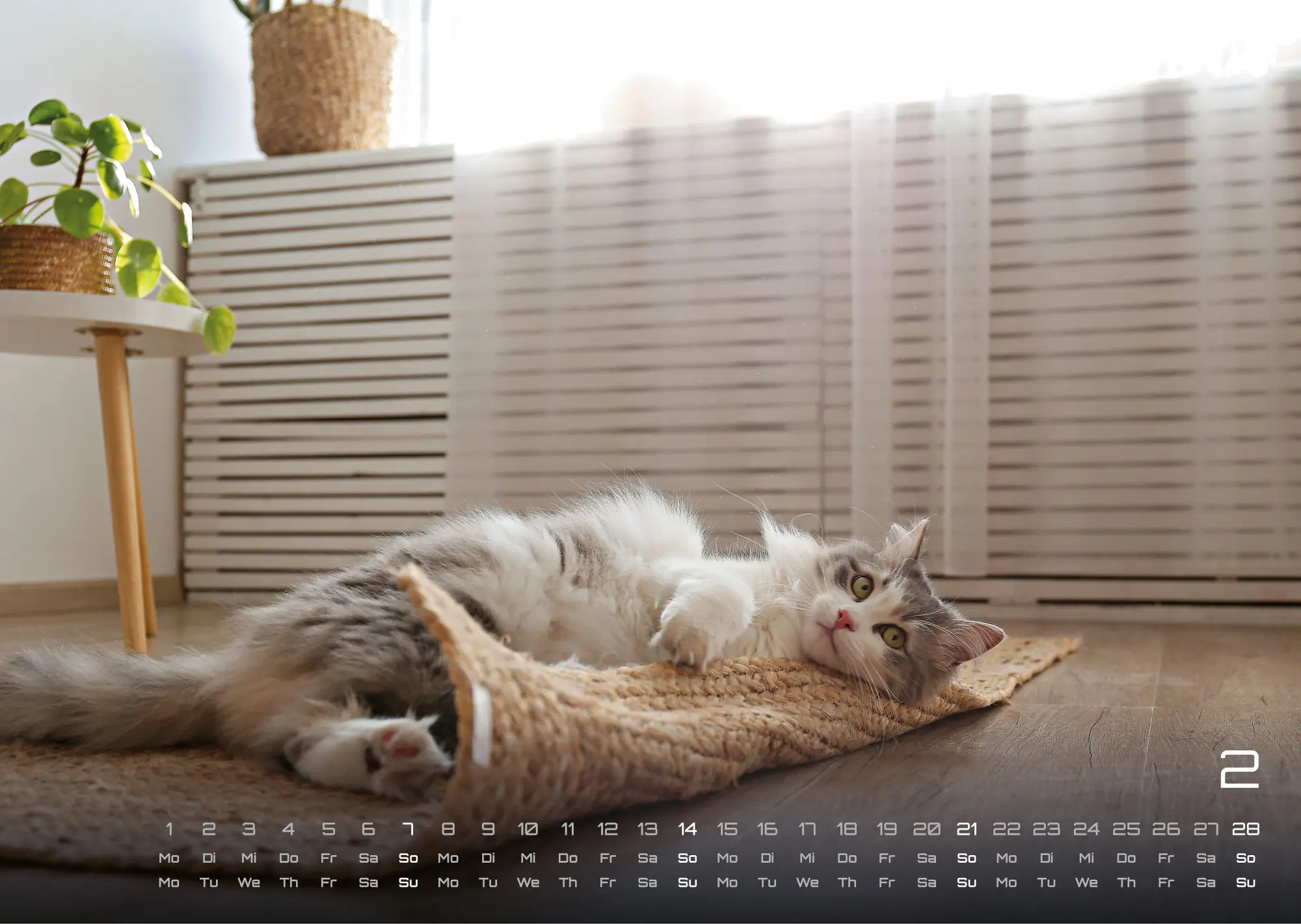 Bild: 9783986736385 | Miau - Unsere Stubentiger - Der Katzenkalender - 2027 - Kalender...