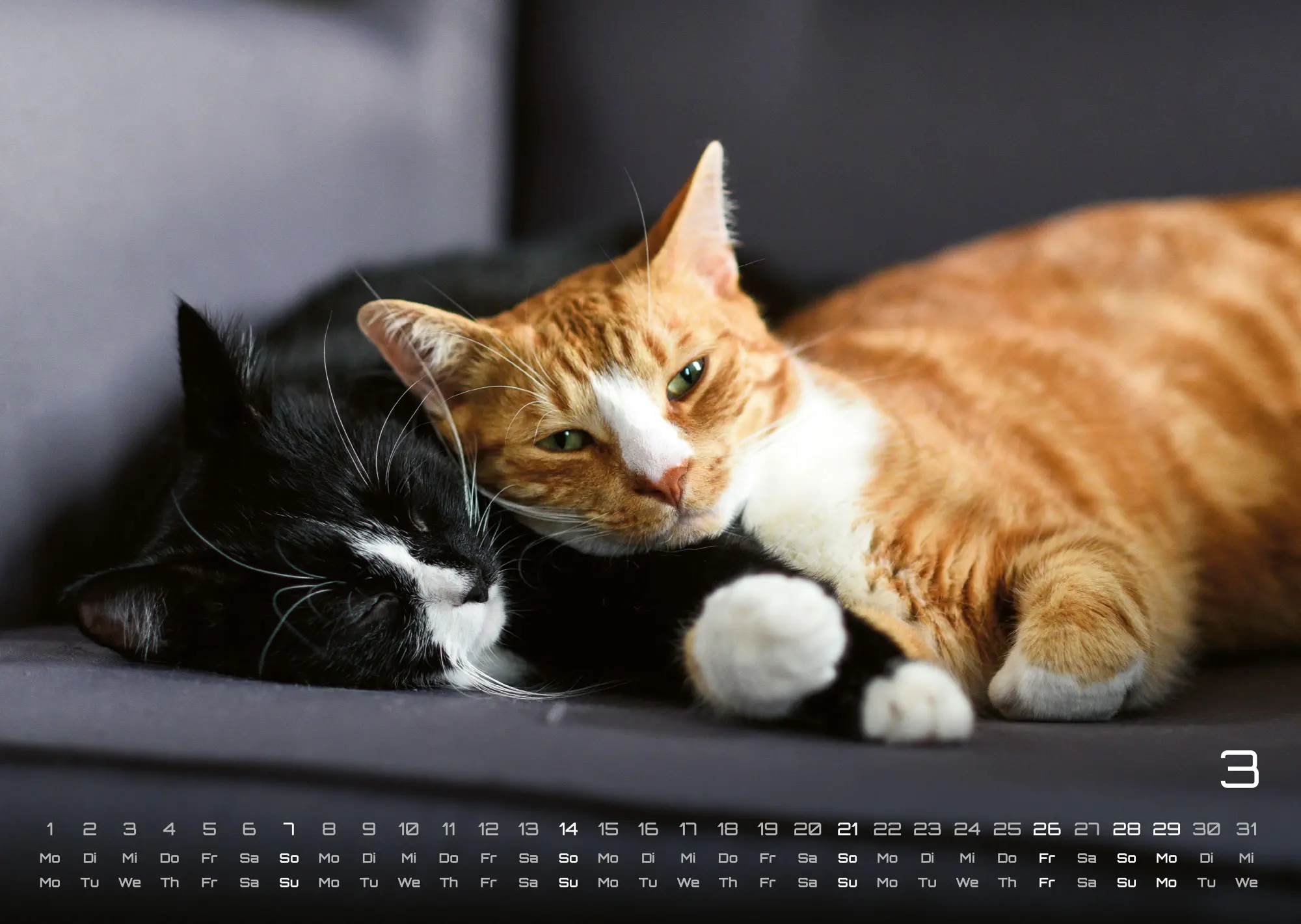 Bild: 9783986736385 | Miau - Unsere Stubentiger - Der Katzenkalender - 2027 - Kalender...