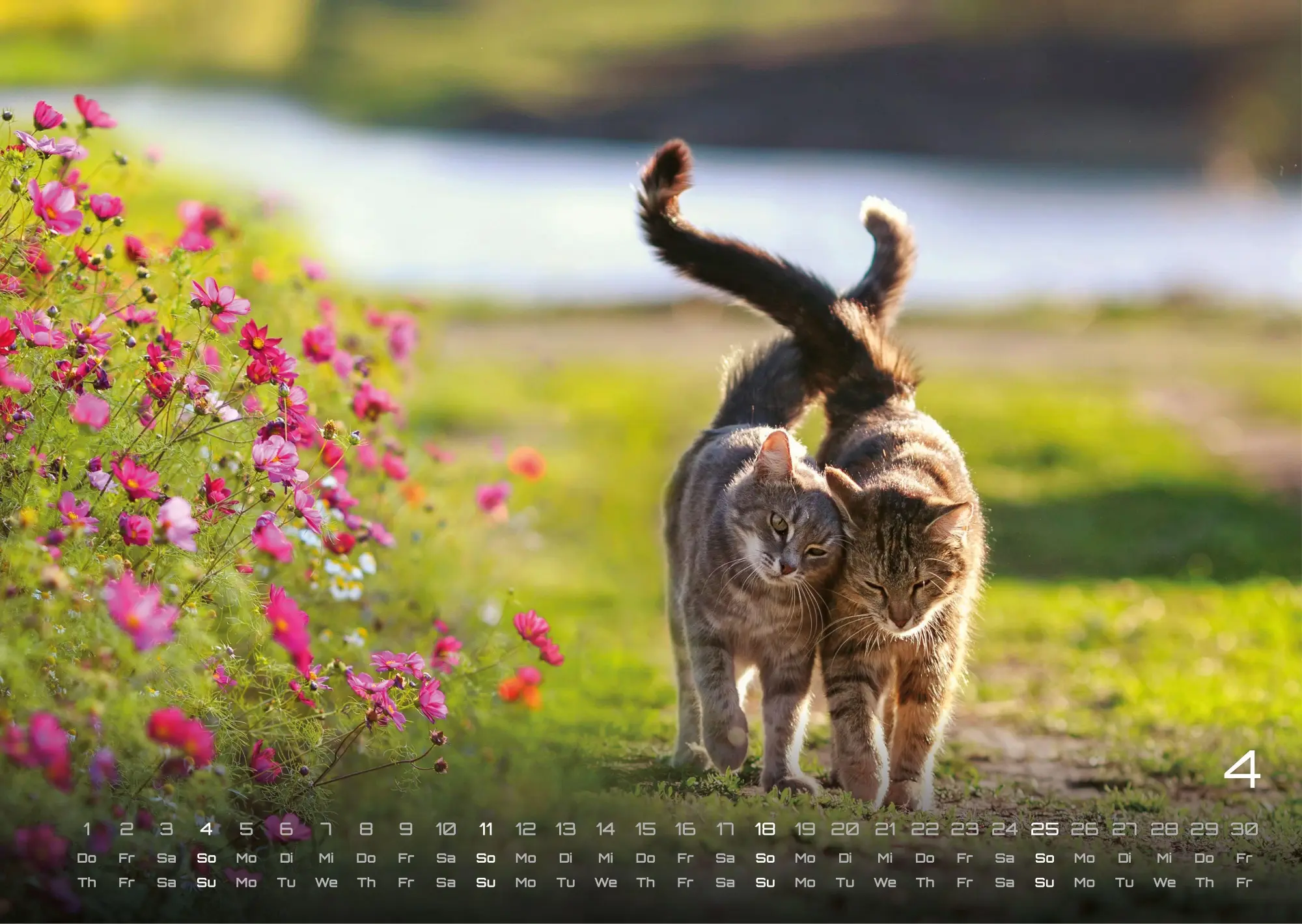 Bild: 9783986736385 | Miau - Unsere Stubentiger - Der Katzenkalender - 2027 - Kalender...