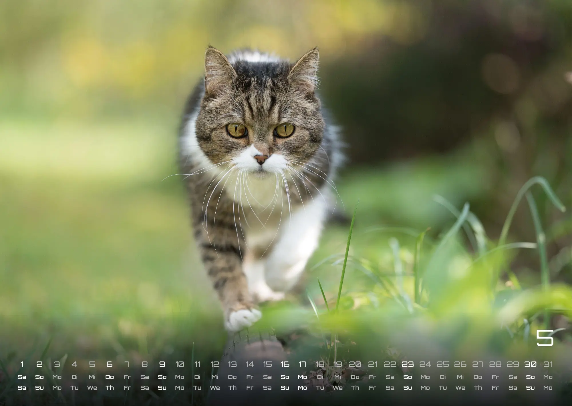 Bild: 9783986736385 | Miau - Unsere Stubentiger - Der Katzenkalender - 2027 - Kalender...