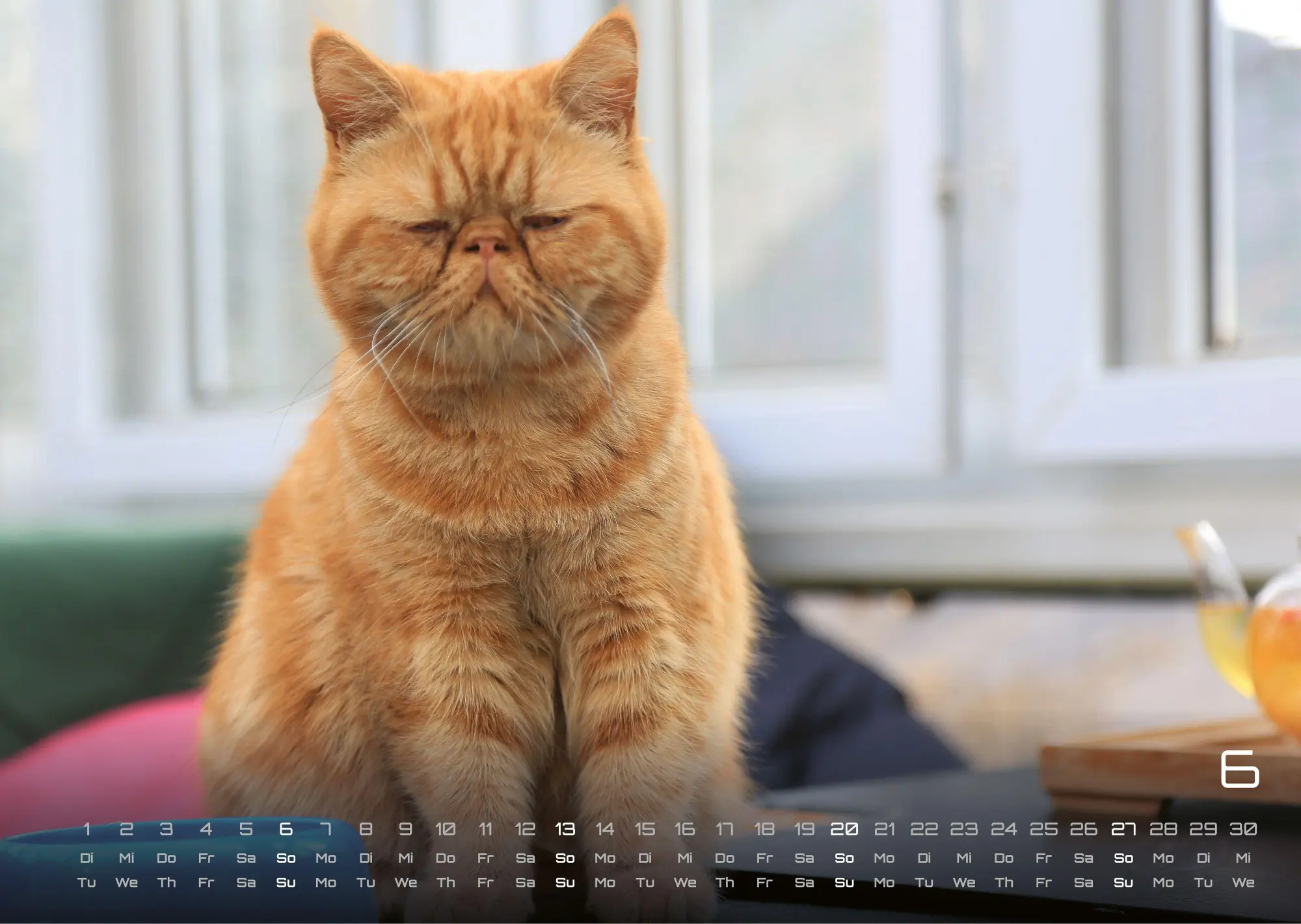 Bild: 9783986736385 | Miau - Unsere Stubentiger - Der Katzenkalender - 2027 - Kalender...
