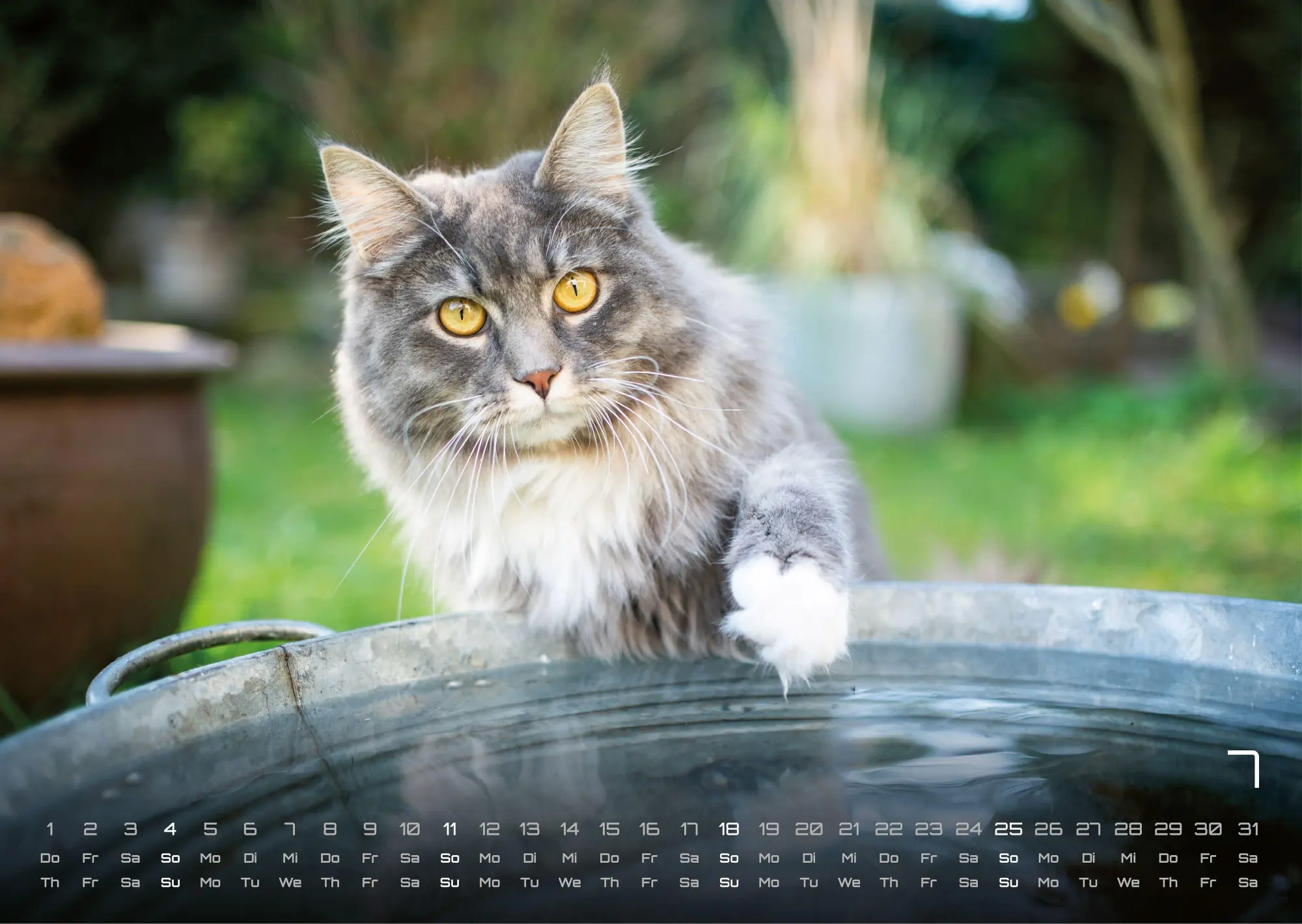 Bild: 9783986736385 | Miau - Unsere Stubentiger - Der Katzenkalender - 2027 - Kalender...