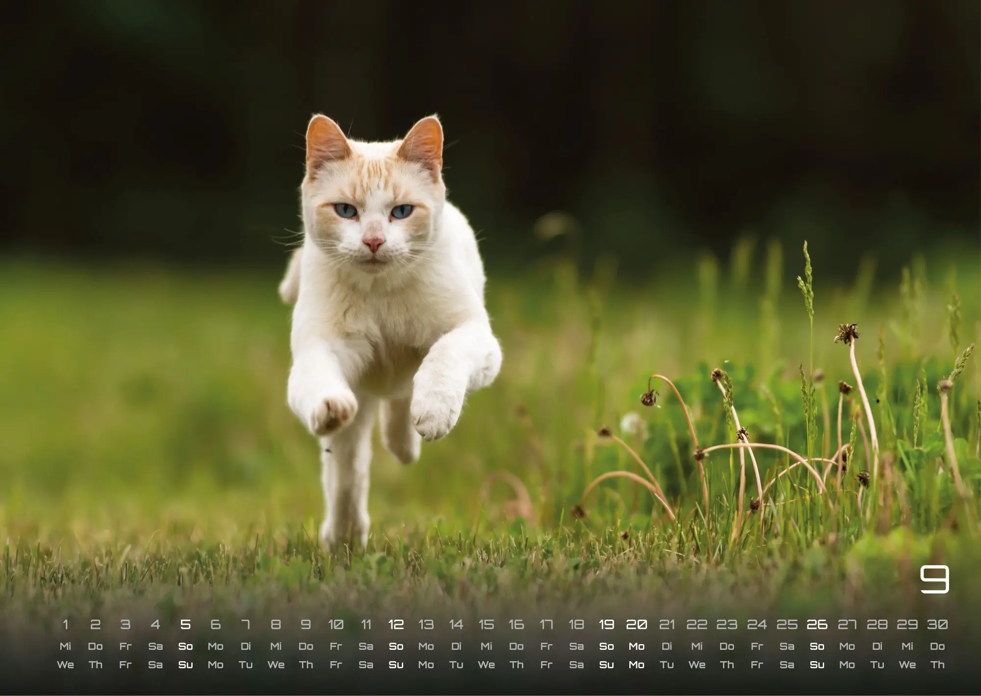Bild: 9783986736385 | Miau - Unsere Stubentiger - Der Katzenkalender - 2027 - Kalender...