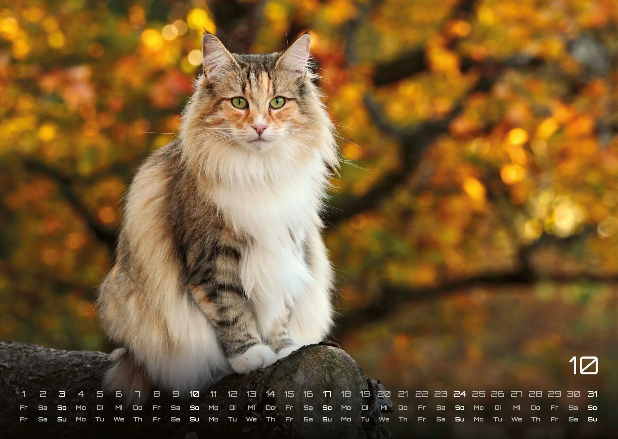 Bild: 9783986736385 | Miau - Unsere Stubentiger - Der Katzenkalender - 2027 - Kalender...