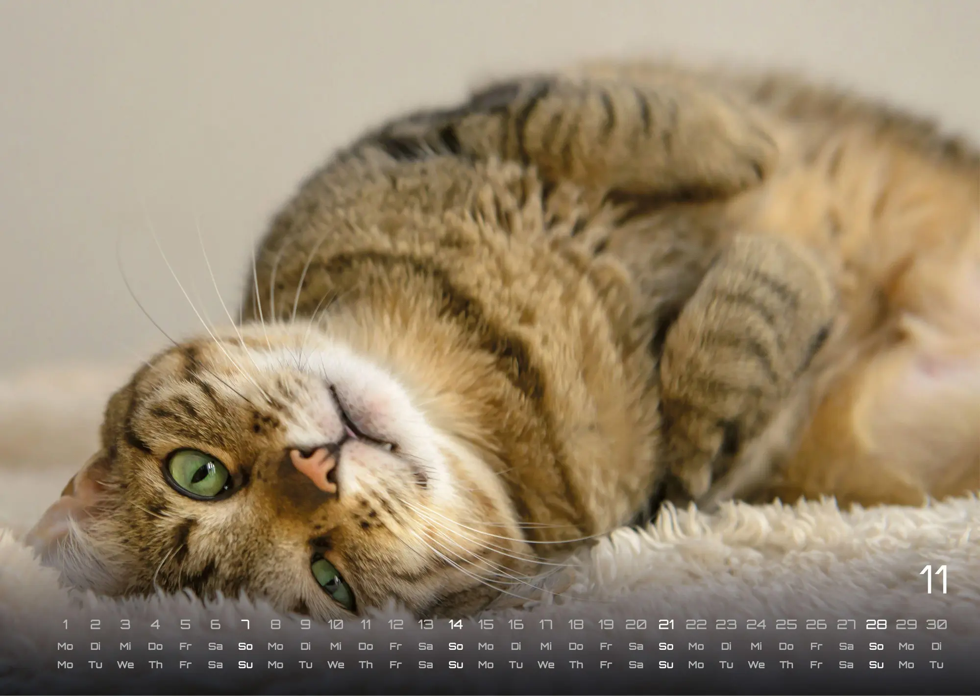 Bild: 9783986736385 | Miau - Unsere Stubentiger - Der Katzenkalender - 2027 - Kalender...