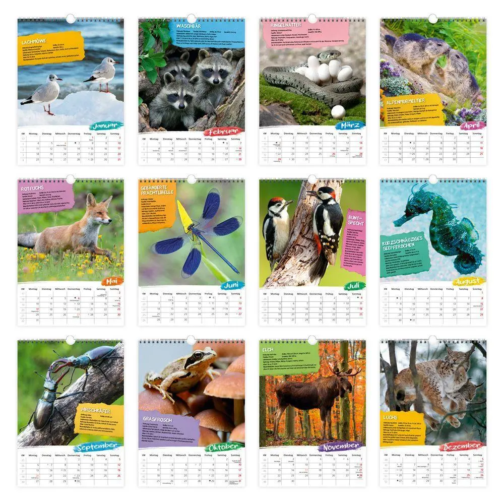 Bild: 9783988026385 | TRÖTSCH - Classickalender Heimische Tierwelt 2027 | Wandkalender | KG