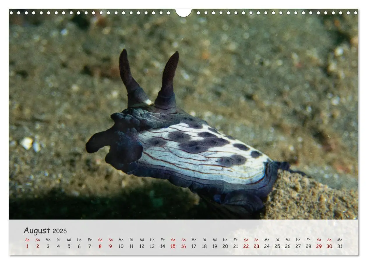 Bild: 9783457506585 | Faszination Meer und Fische (Wandkalender 2026 DIN A3 quer),...