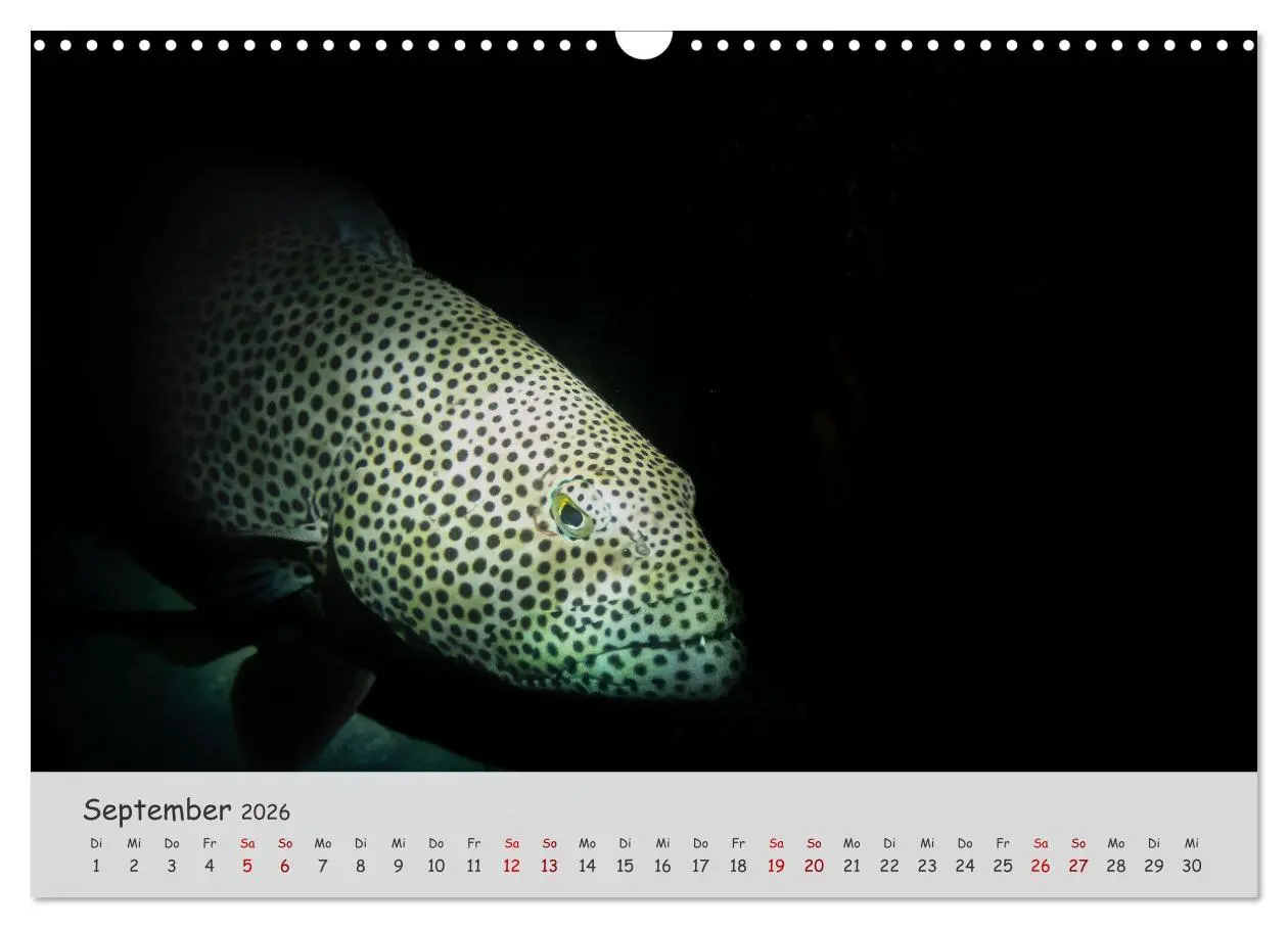 Bild: 9783457506585 | Faszination Meer und Fische (Wandkalender 2026 DIN A3 quer),...