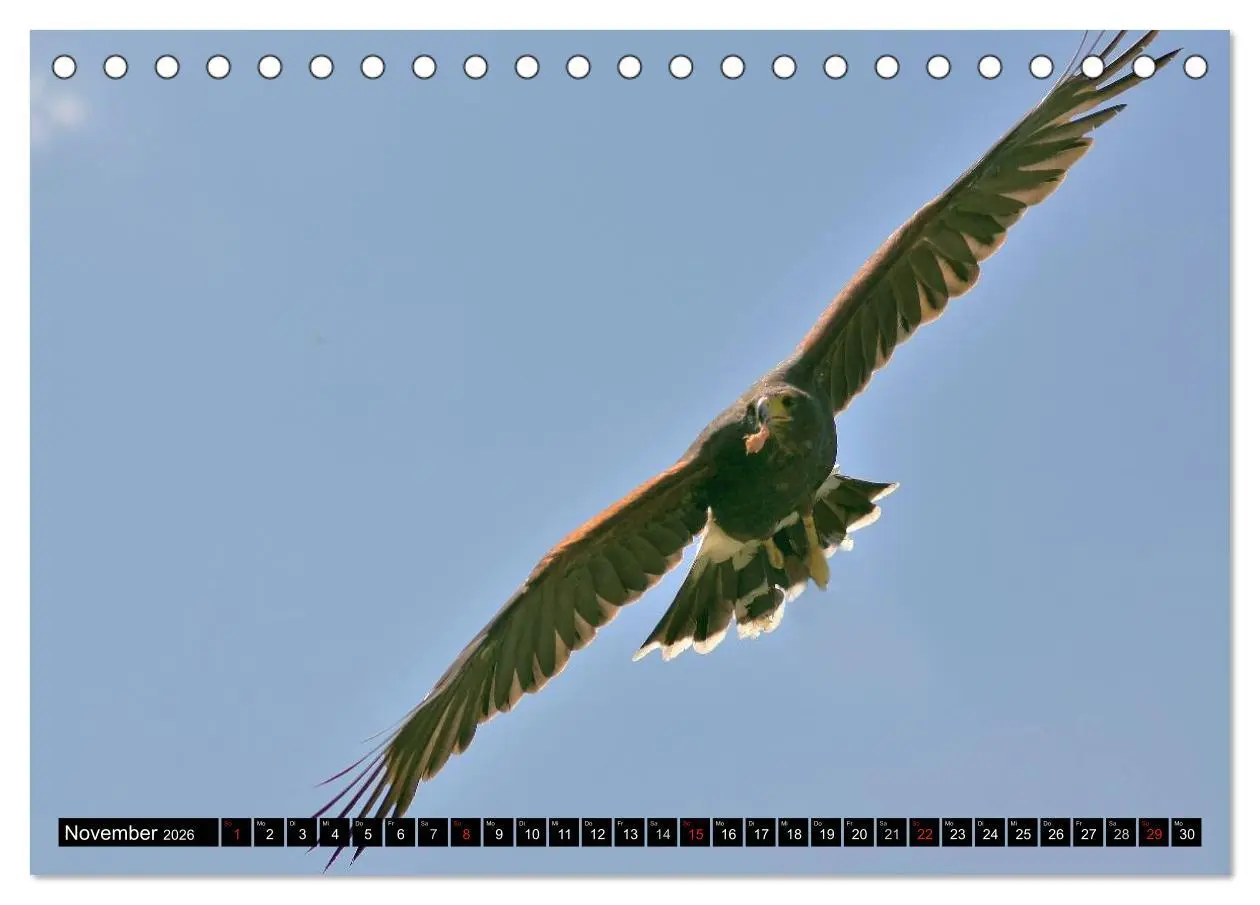 Bild: 9783516146585 | Faszination Greifvögel Schnelle Jäger (Tischkalender 2026 DIN A5...