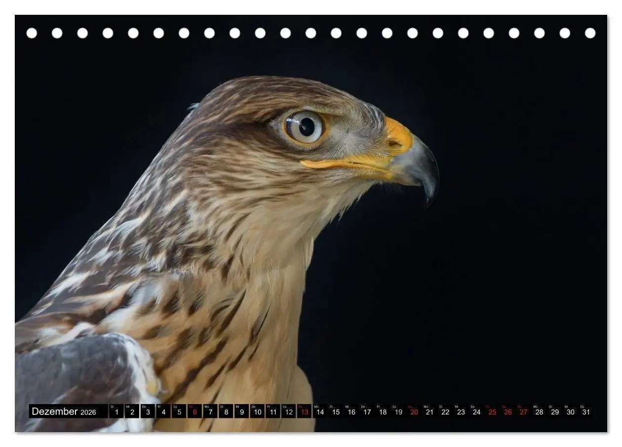 Bild: 9783516146585 | Faszination Greifvögel Schnelle Jäger (Tischkalender 2026 DIN A5...
