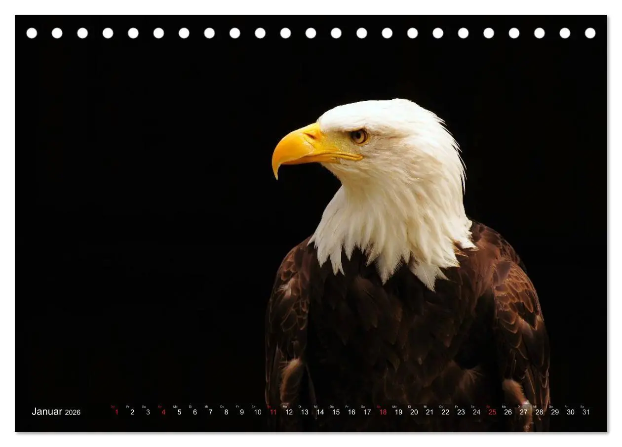 Bild: 9783516146585 | Faszination Greifvögel Schnelle Jäger (Tischkalender 2026 DIN A5...