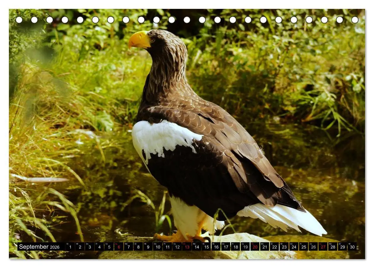 Bild: 9783516146585 | Faszination Greifvögel Schnelle Jäger (Tischkalender 2026 DIN A5...