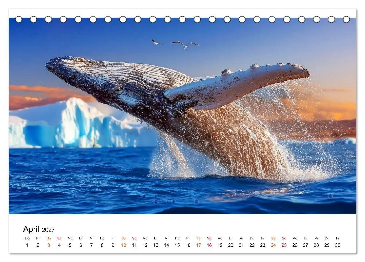 Bild: 9783516906585 | Wale - ein Jahr voller Meer (Tischkalender 2027 DIN A5 quer),...