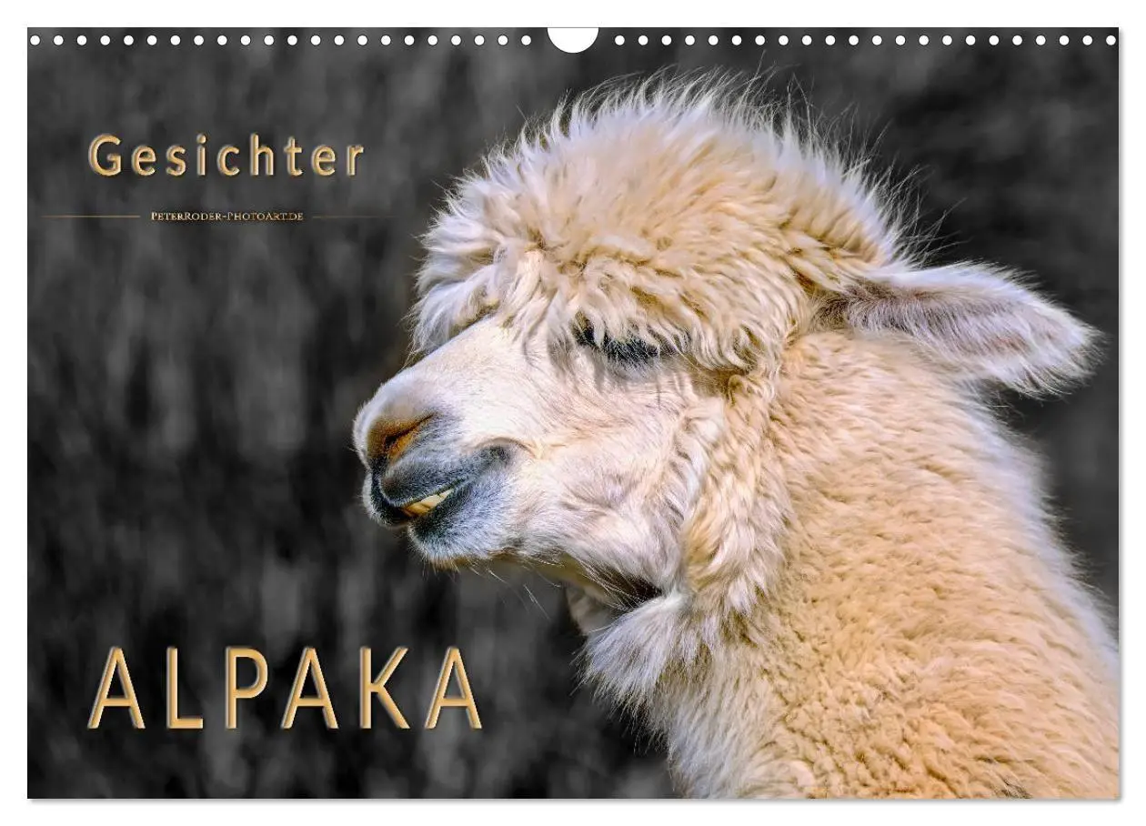 Cover: 9783569786585 | Alpaka Gesichter (Wandkalender 2027 DIN A3 quer), CALVENDO...