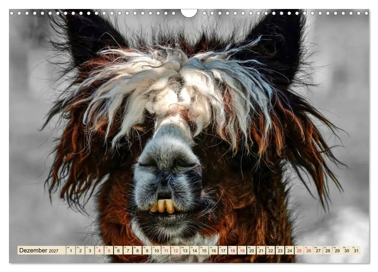 Bild: 9783569786585 | Alpaka Gesichter (Wandkalender 2027 DIN A3 quer), CALVENDO...