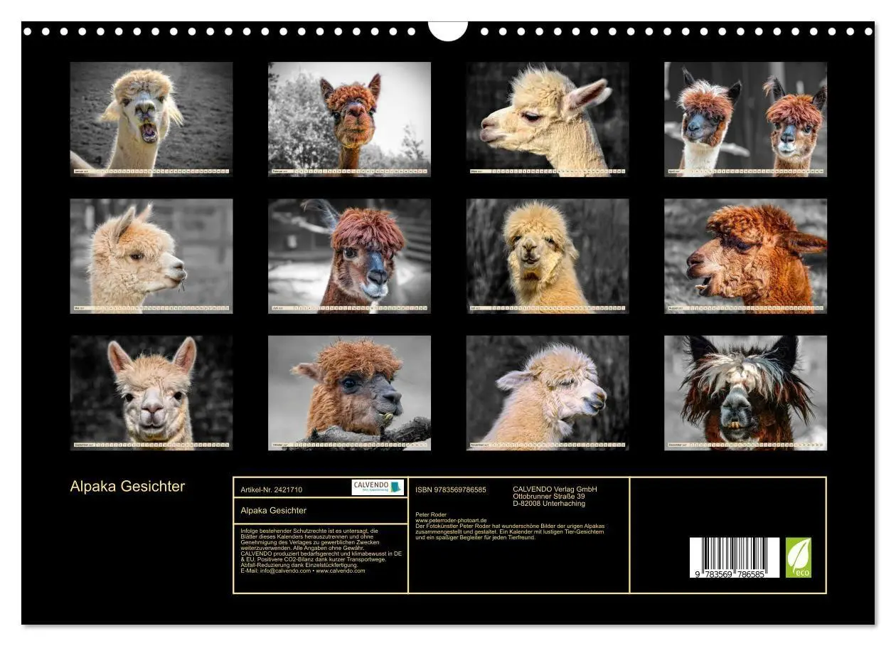 Bild: 9783569786585 | Alpaka Gesichter (Wandkalender 2027 DIN A3 quer), CALVENDO...