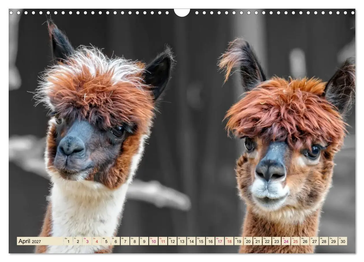 Bild: 9783569786585 | Alpaka Gesichter (Wandkalender 2027 DIN A3 quer), CALVENDO...