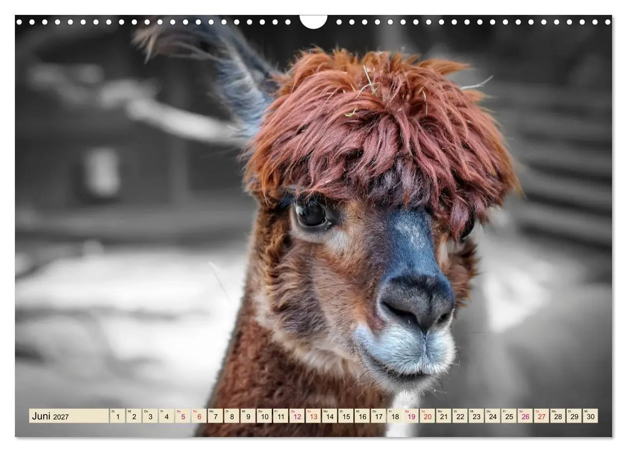 Bild: 9783569786585 | Alpaka Gesichter (Wandkalender 2027 DIN A3 quer), CALVENDO...