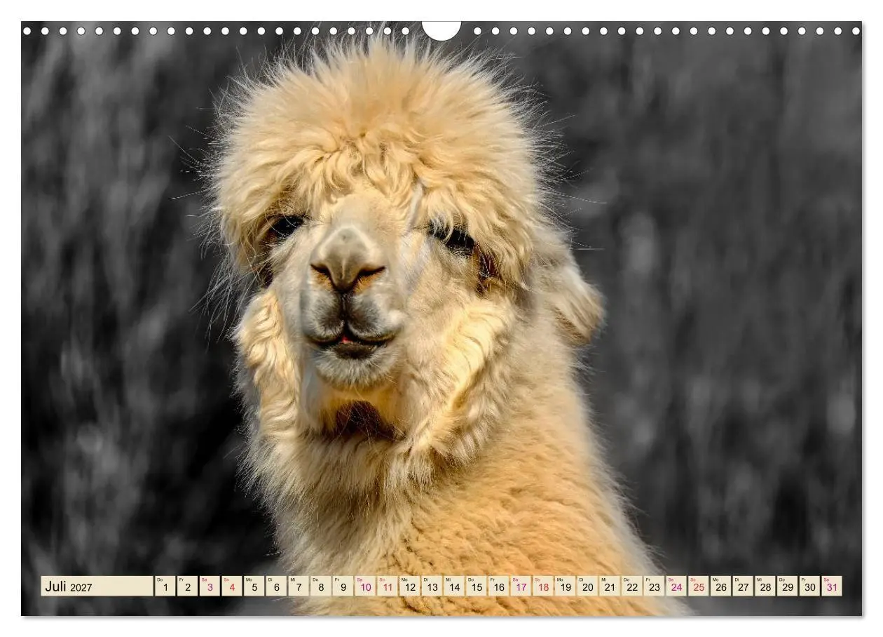 Bild: 9783569786585 | Alpaka Gesichter (Wandkalender 2027 DIN A3 quer), CALVENDO...