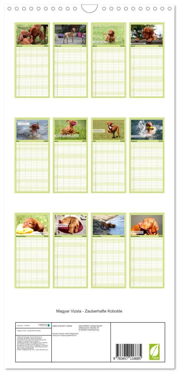 Bild: 9783457116685 | Familienplaner 2025 - Magyar Vizsla - Zauberhafte Kobolde mit 5...