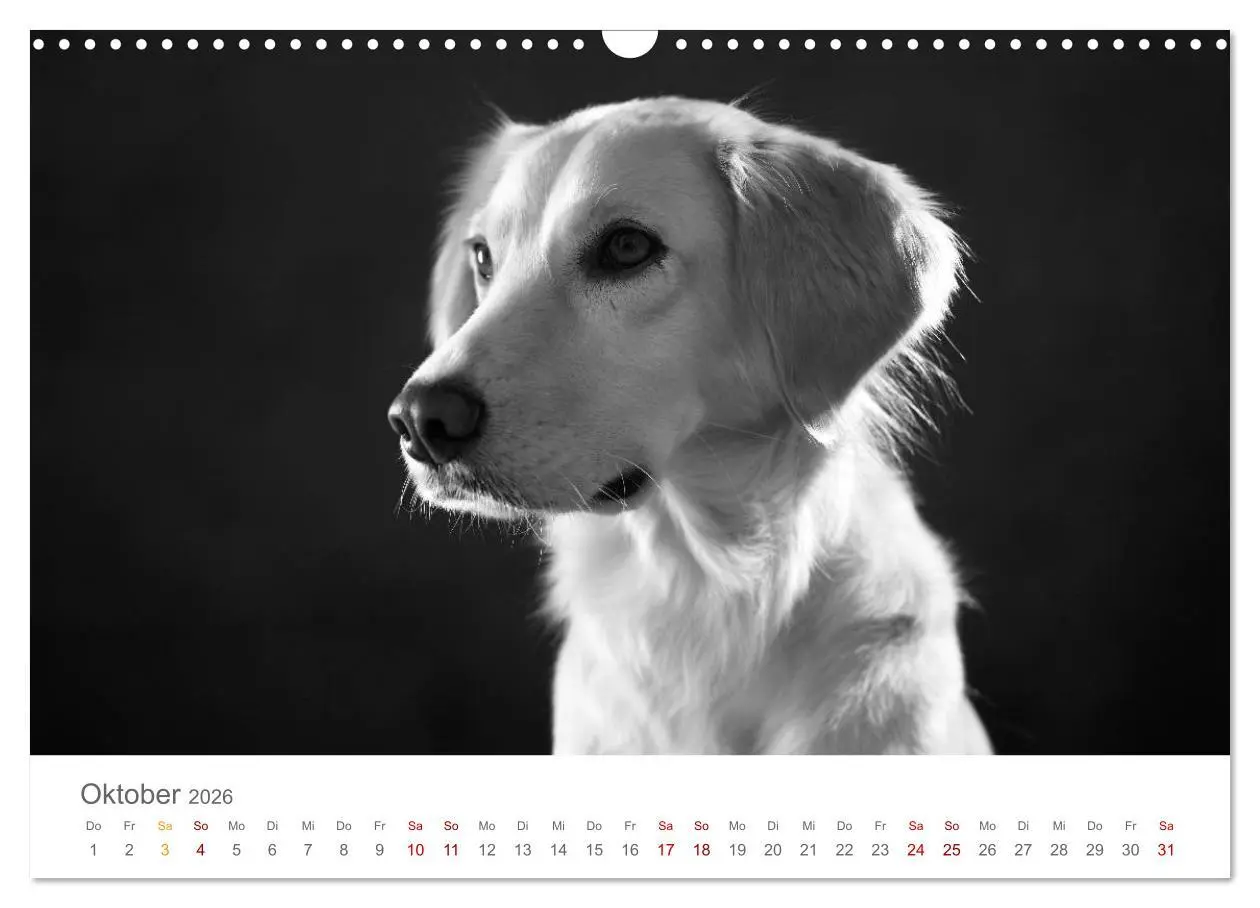 Bild: 9783457896785 | Hundeportraits Fine Art (Wandkalender 2026 DIN A3 quer), CALVENDO...