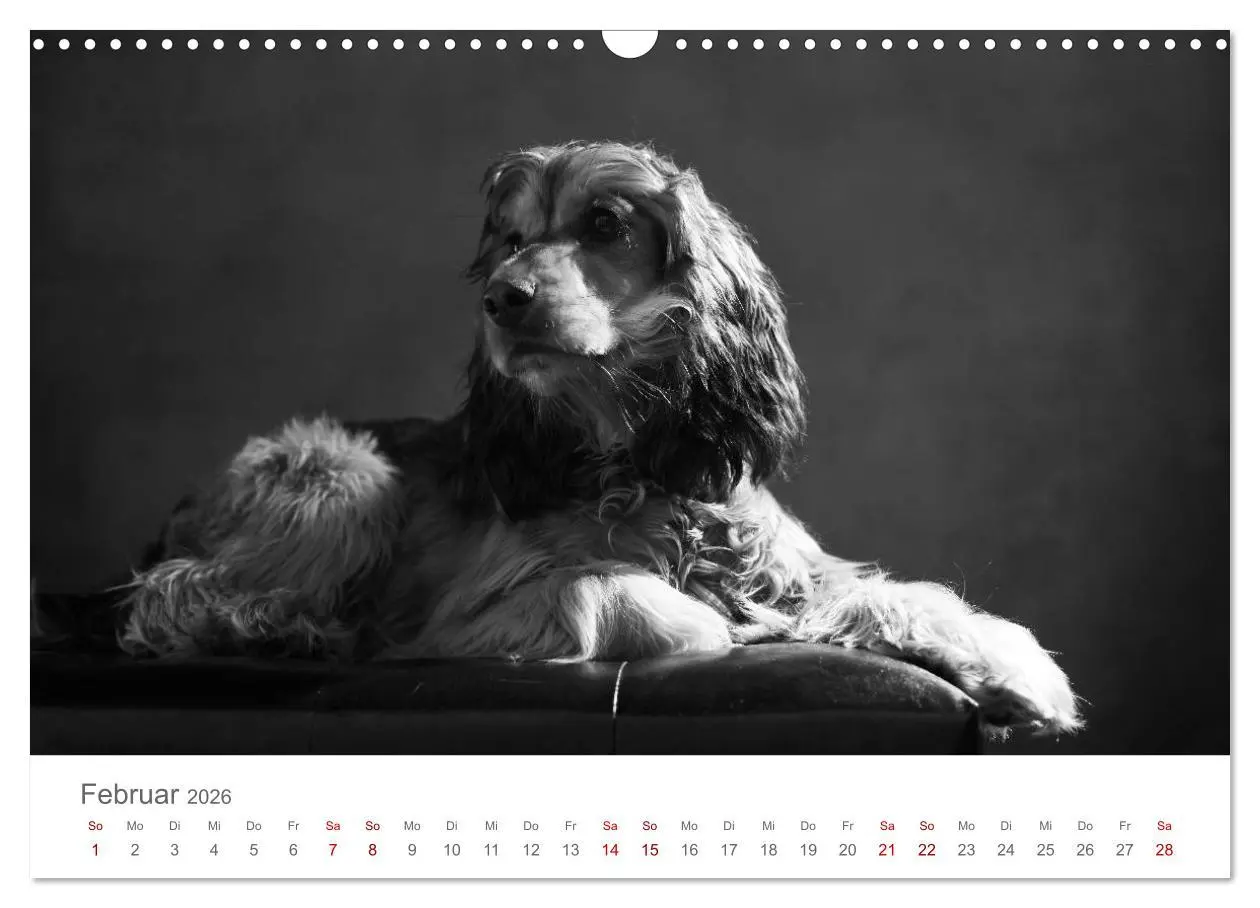 Bild: 9783457896785 | Hundeportraits Fine Art (Wandkalender 2026 DIN A3 quer), CALVENDO...