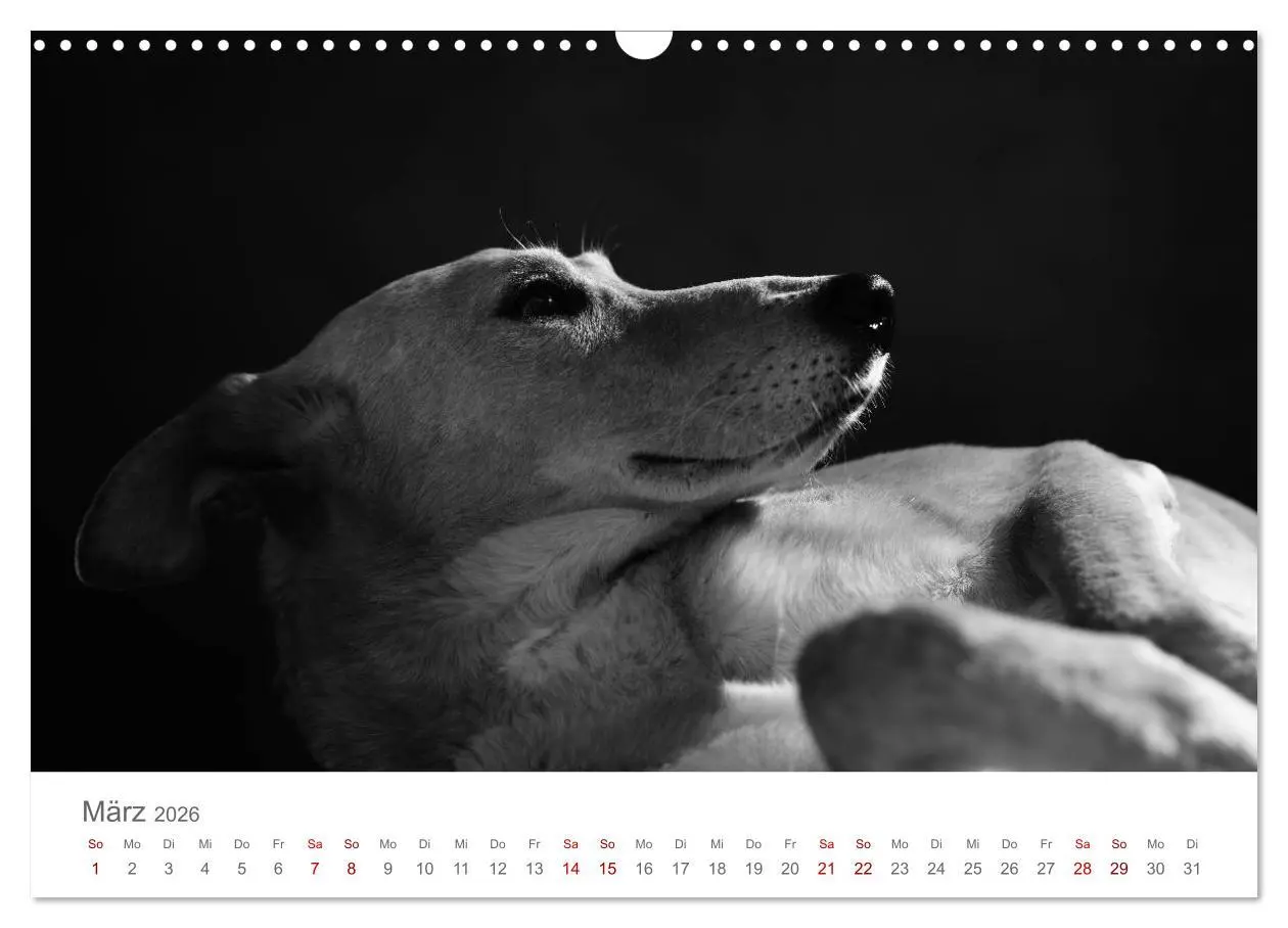 Bild: 9783457896785 | Hundeportraits Fine Art (Wandkalender 2026 DIN A3 quer), CALVENDO...