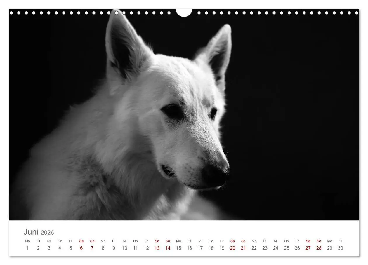 Bild: 9783457896785 | Hundeportraits Fine Art (Wandkalender 2026 DIN A3 quer), CALVENDO...