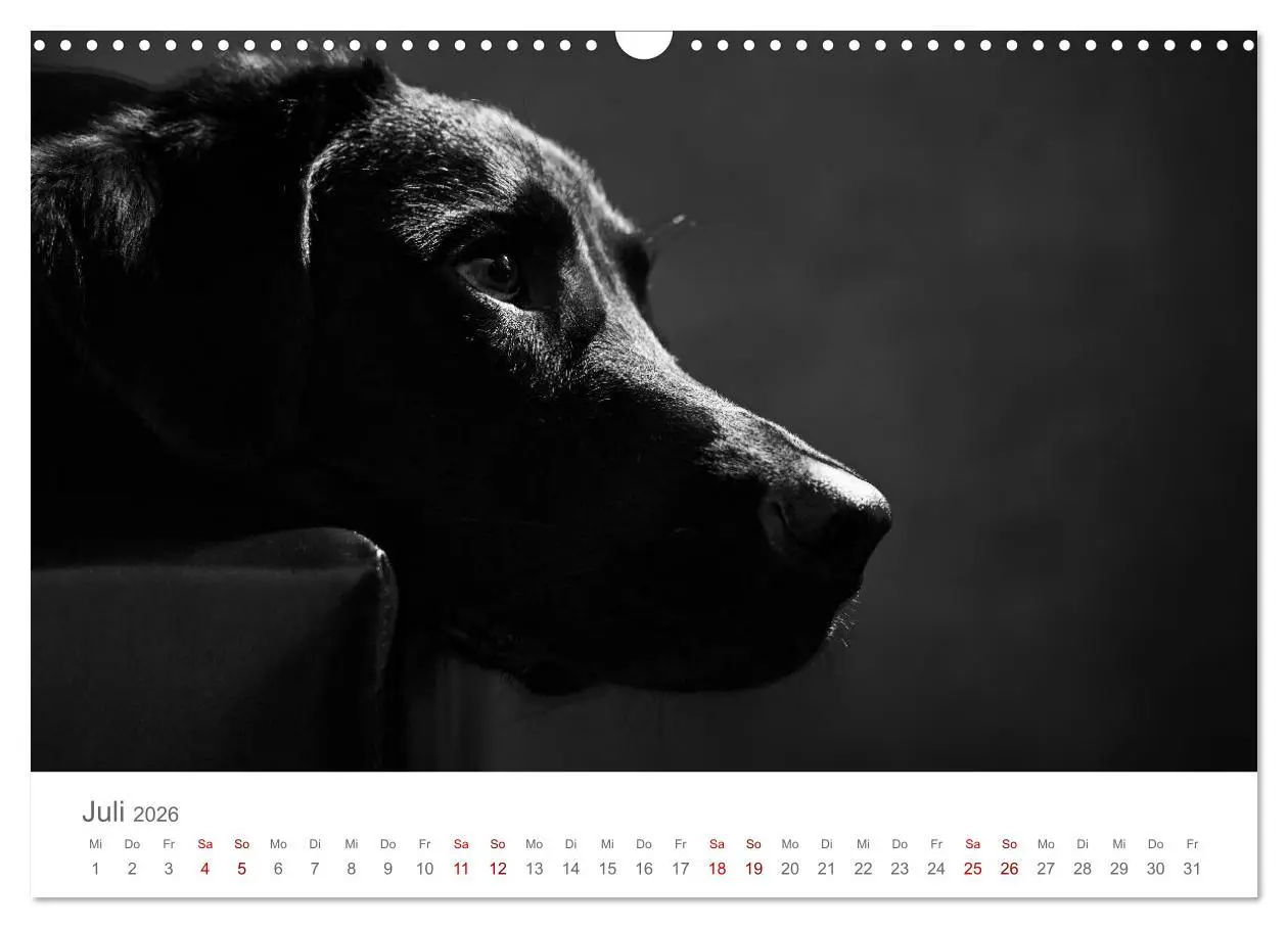 Bild: 9783457896785 | Hundeportraits Fine Art (Wandkalender 2026 DIN A3 quer), CALVENDO...
