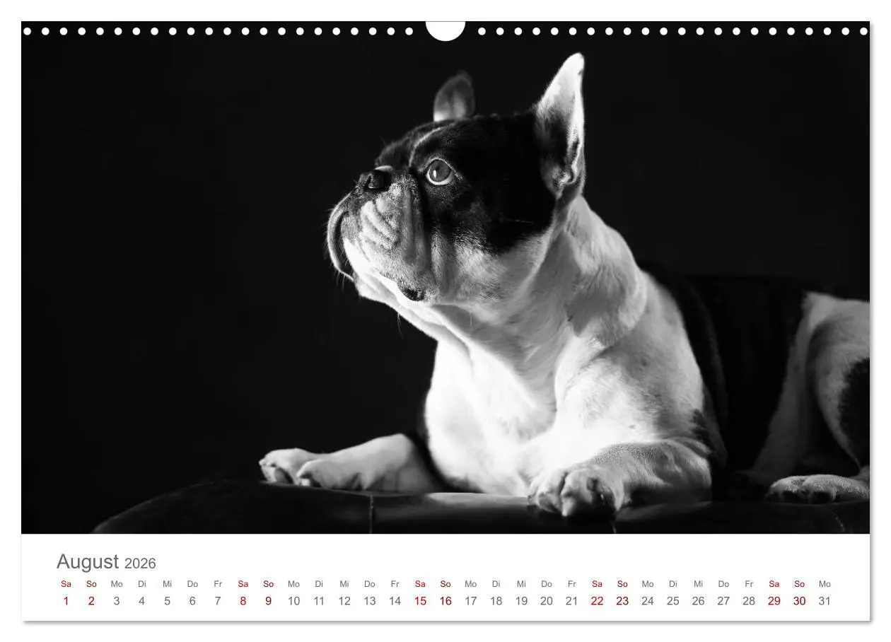 Bild: 9783457896785 | Hundeportraits Fine Art (Wandkalender 2026 DIN A3 quer), CALVENDO...