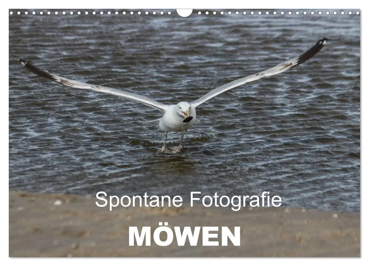 Cover: 9783516116885 | Spontane Fotografie - Möwen (Wandkalender 2026 DIN A3 quer),...