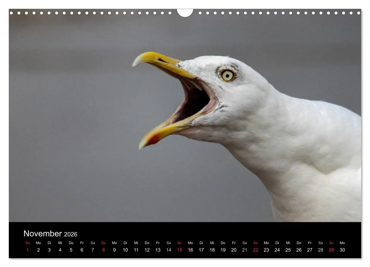Bild: 9783516116885 | Spontane Fotografie - Möwen (Wandkalender 2026 DIN A3 quer),...
