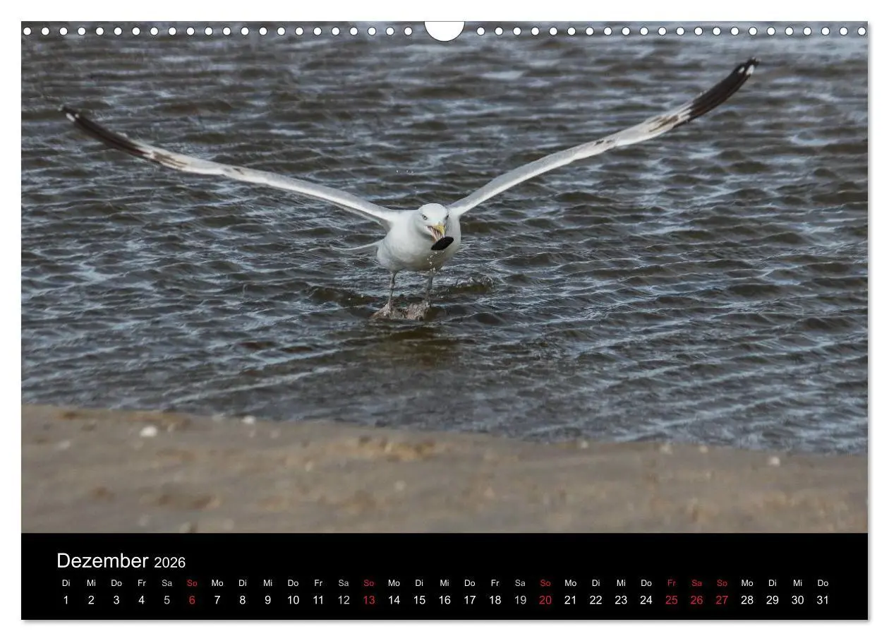 Bild: 9783516116885 | Spontane Fotografie - Möwen (Wandkalender 2026 DIN A3 quer),...