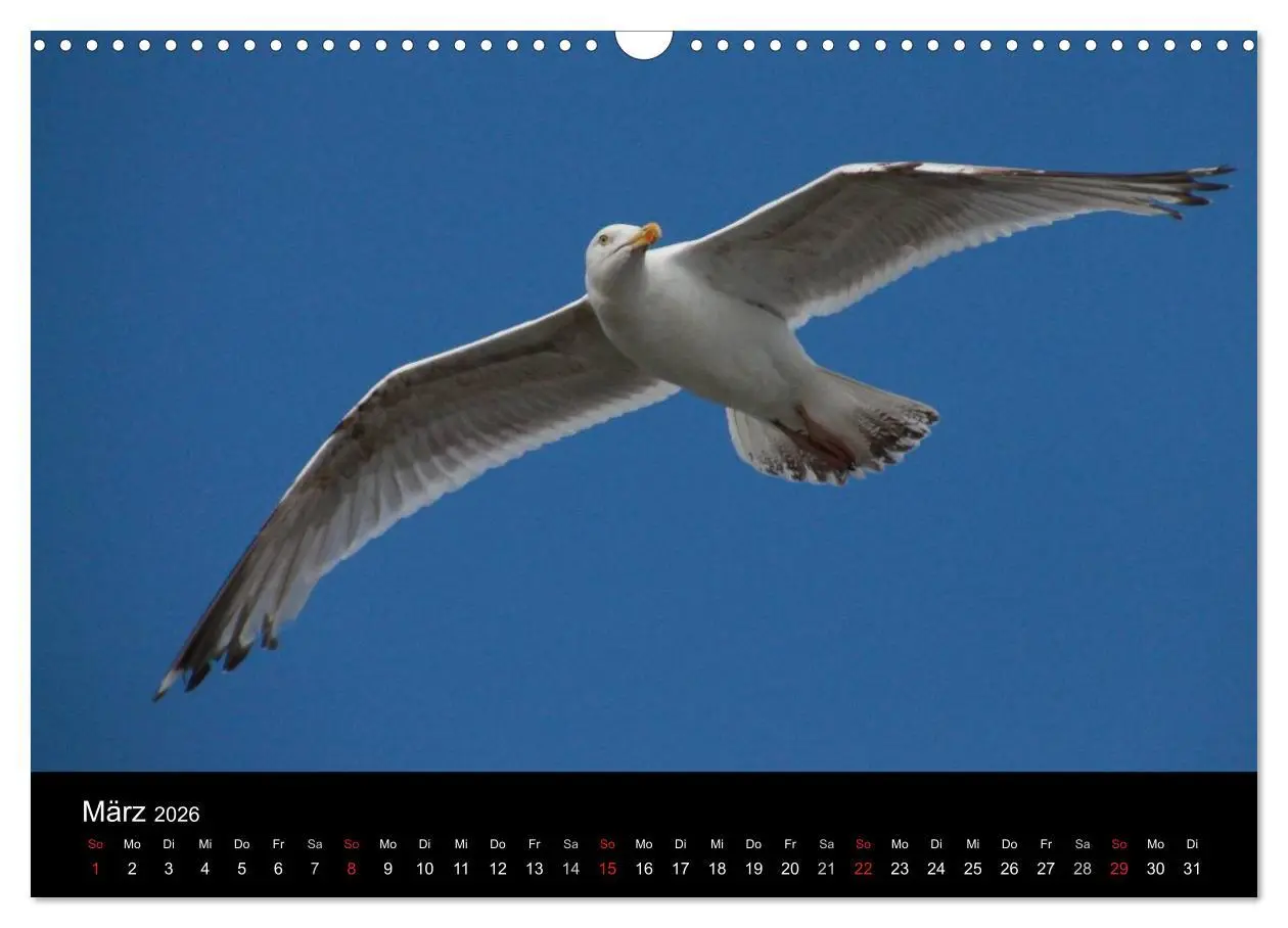 Bild: 9783516116885 | Spontane Fotografie - Möwen (Wandkalender 2026 DIN A3 quer),...