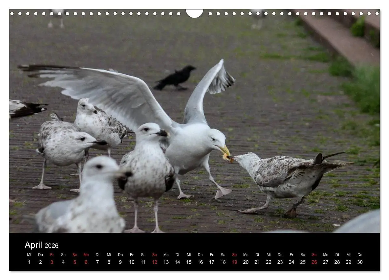 Bild: 9783516116885 | Spontane Fotografie - Möwen (Wandkalender 2026 DIN A3 quer),...