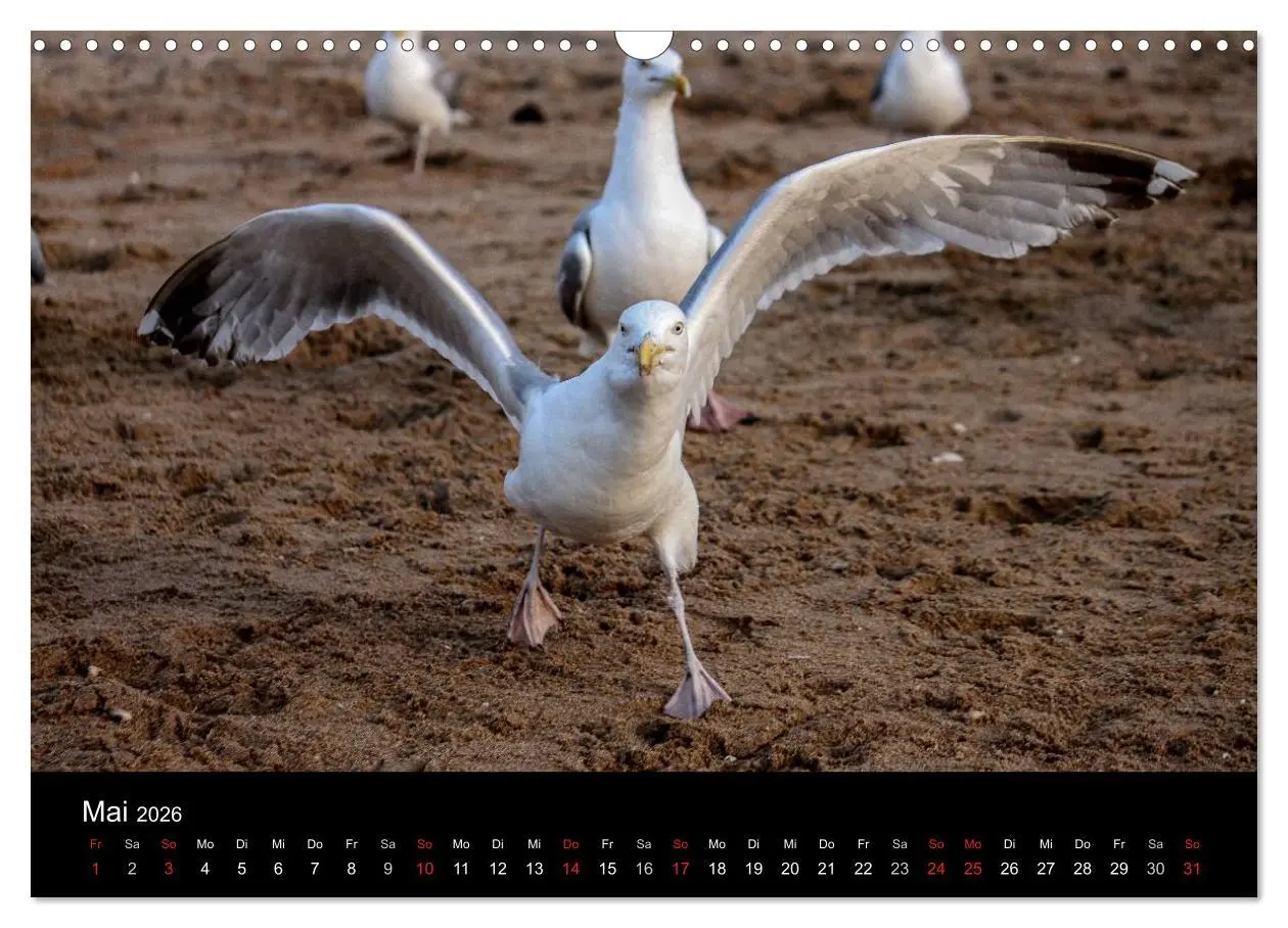 Bild: 9783516116885 | Spontane Fotografie - Möwen (Wandkalender 2026 DIN A3 quer),...