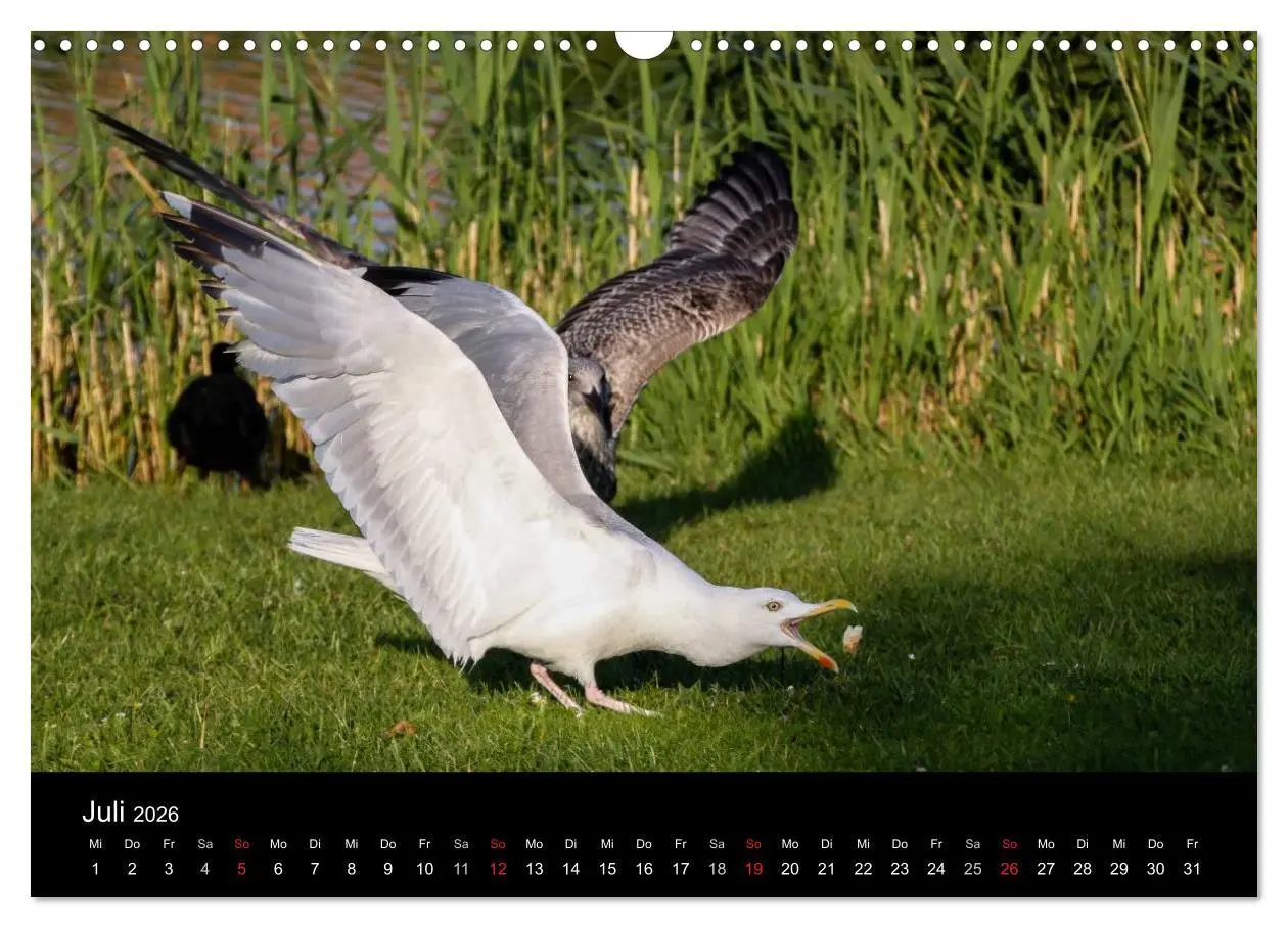Bild: 9783516116885 | Spontane Fotografie - Möwen (Wandkalender 2026 DIN A3 quer),...
