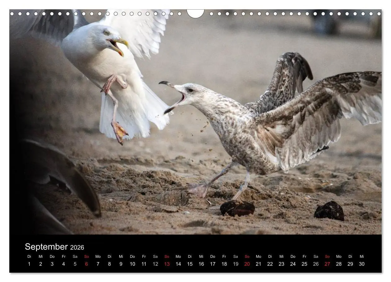 Bild: 9783516116885 | Spontane Fotografie - Möwen (Wandkalender 2026 DIN A3 quer),...