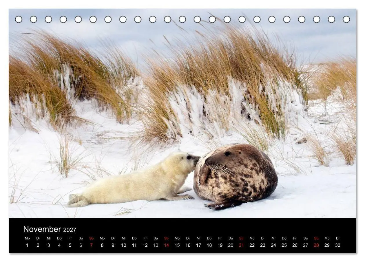 Bild: 9783594026885 | Faszination Kegelrobben und Seehunde 2027 (Tischkalender 2027 DIN...
