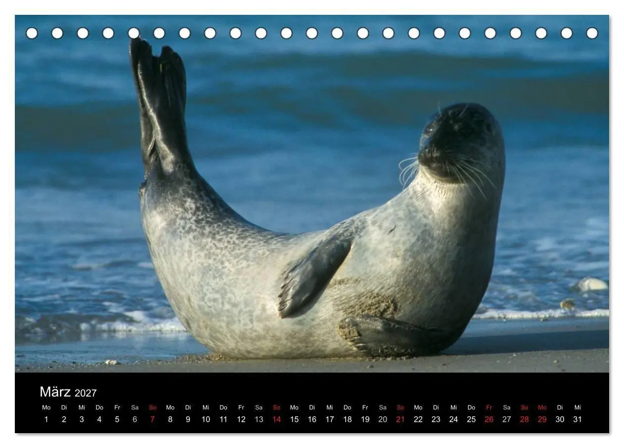 Bild: 9783594026885 | Faszination Kegelrobben und Seehunde 2027 (Tischkalender 2027 DIN...